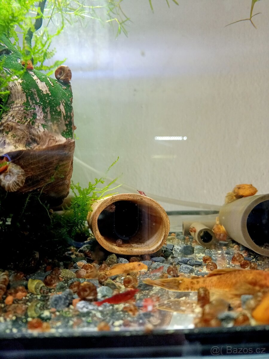 Prodej krevetek a doplňků - 3