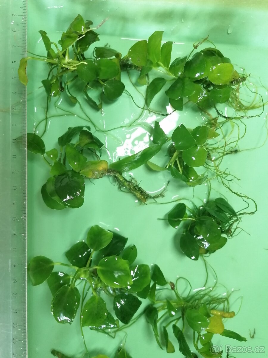 Anubias - akvarijní rostliny - 3