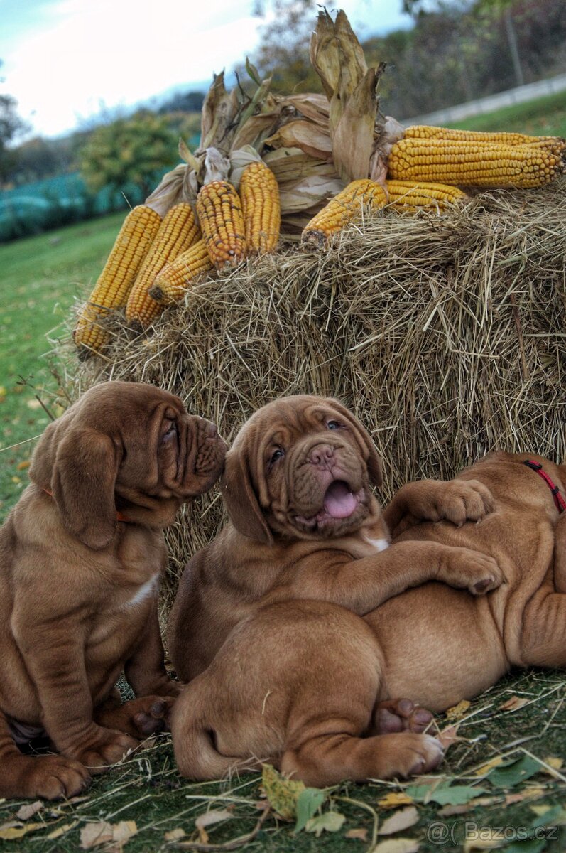 Bordeauxska doga, bordo doga, Dogue de Bordeaux - 3