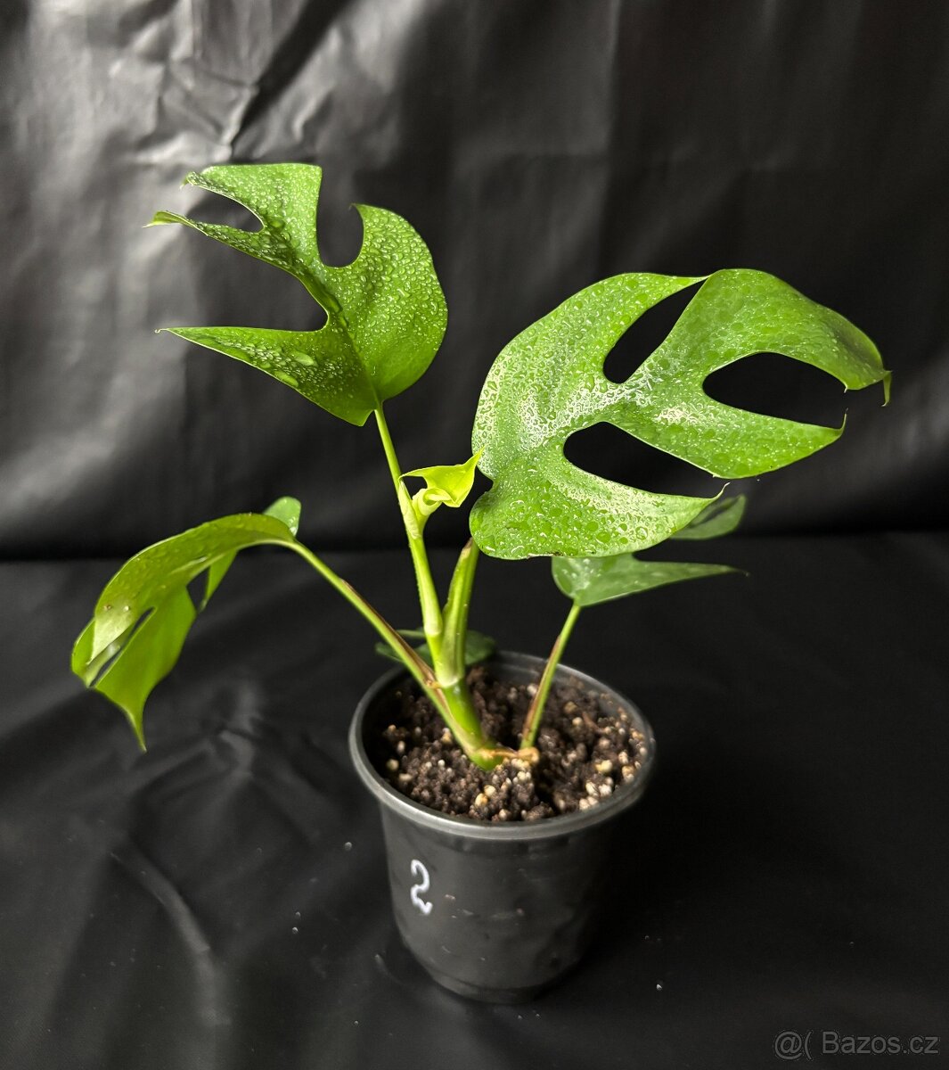Monstera minima (Rhaphidophora tetrasperma) - 3