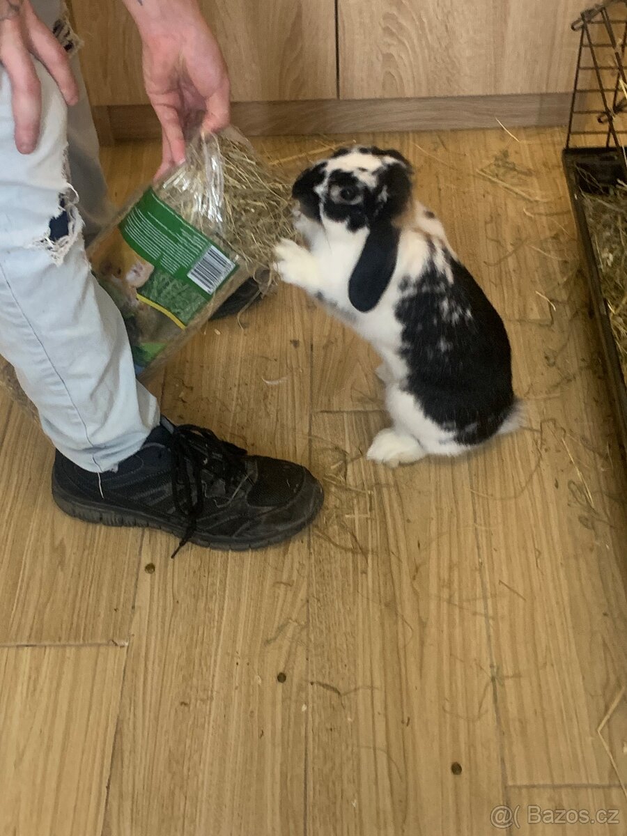 Zakrslý králíček - 3