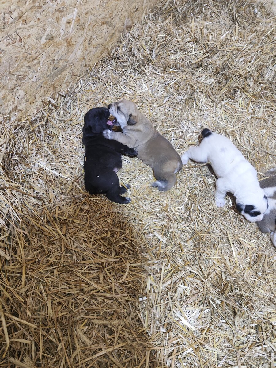 Středoasijský pastevecký pes - 3