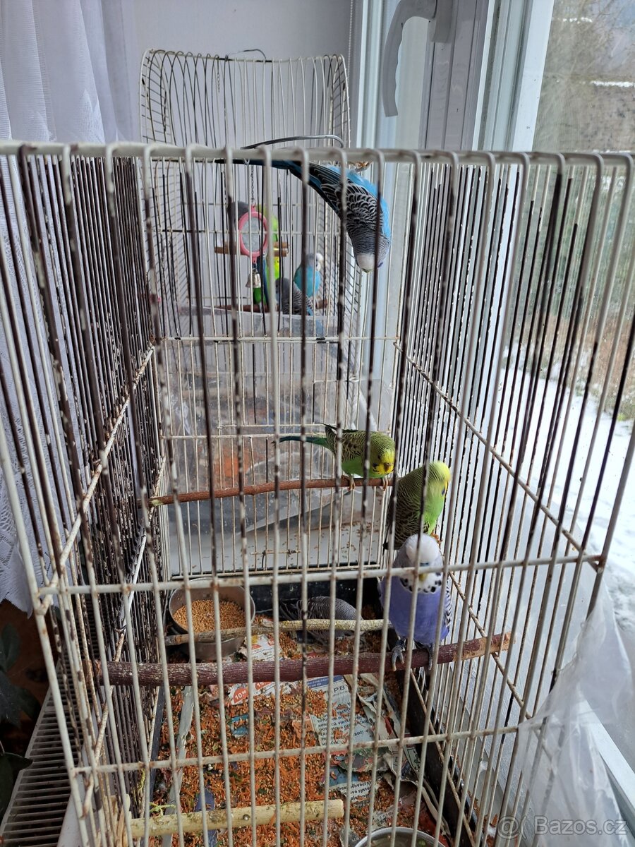 Andulka vlnkovaná - mláďátko - sameček - 3