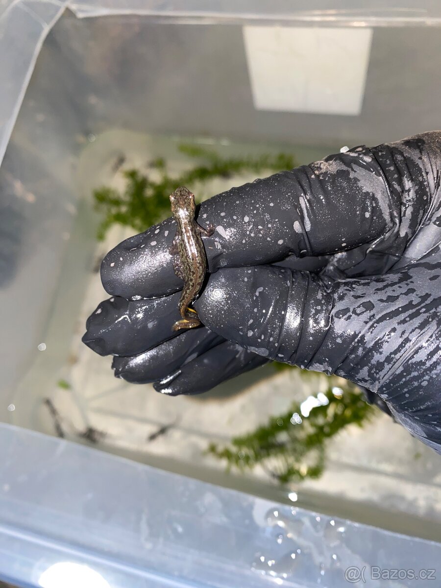 Čolci Lissotriton italicus - 3