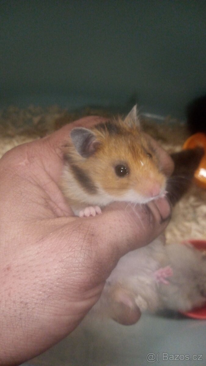 Křeček syrský/zimni - 3