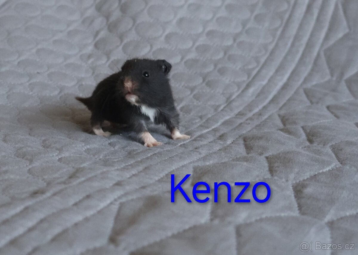 Křeček syrský s PP - vrh K - 3