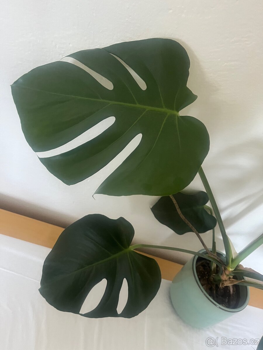 Monstera deliciosa 5 - 3