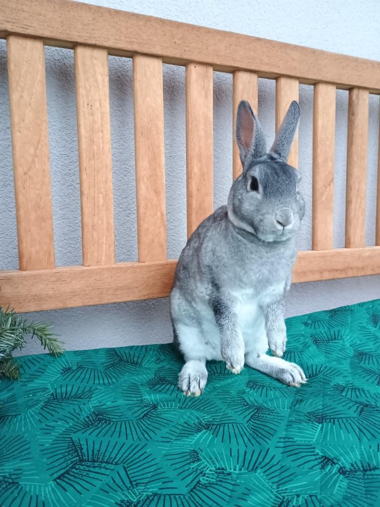 Zakrslý rex činčilový samičky s ním - 3