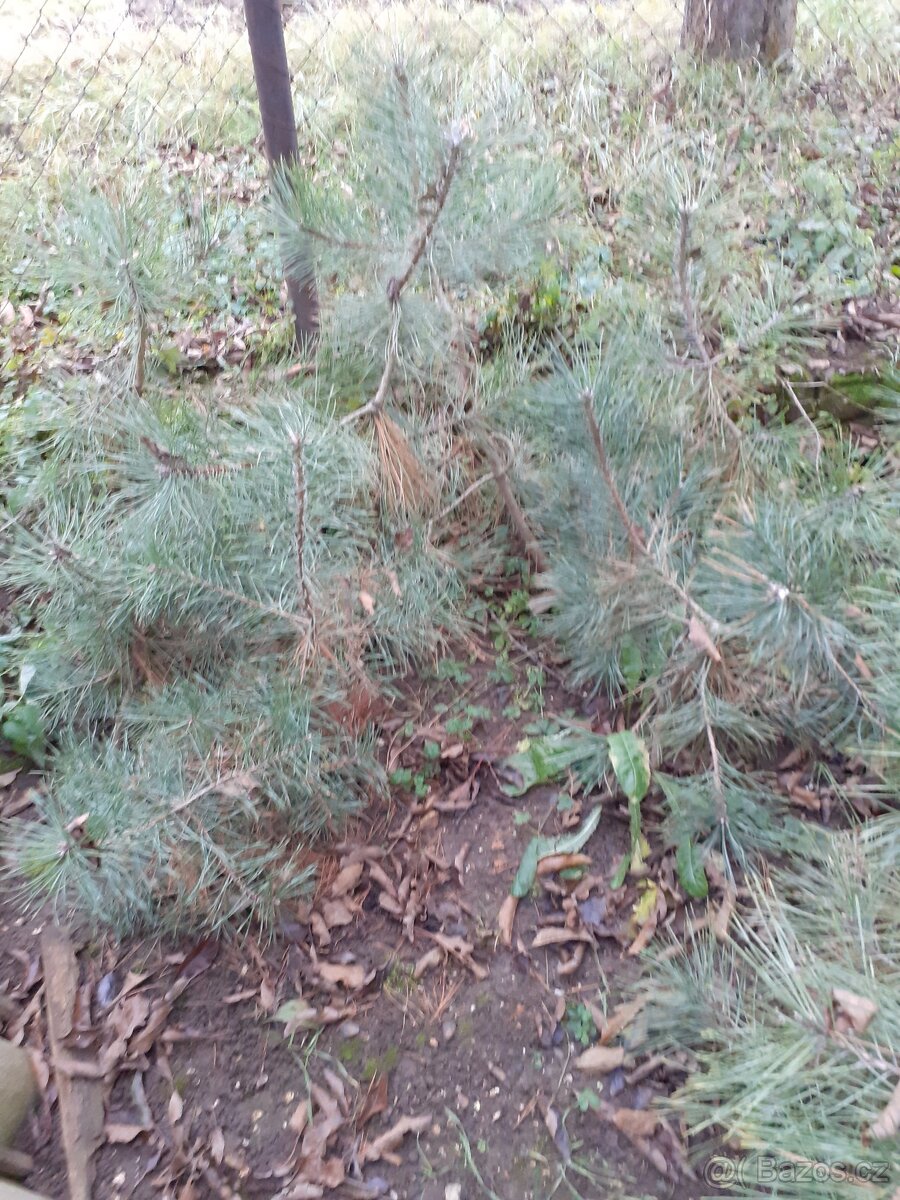 Černá borovice - 3