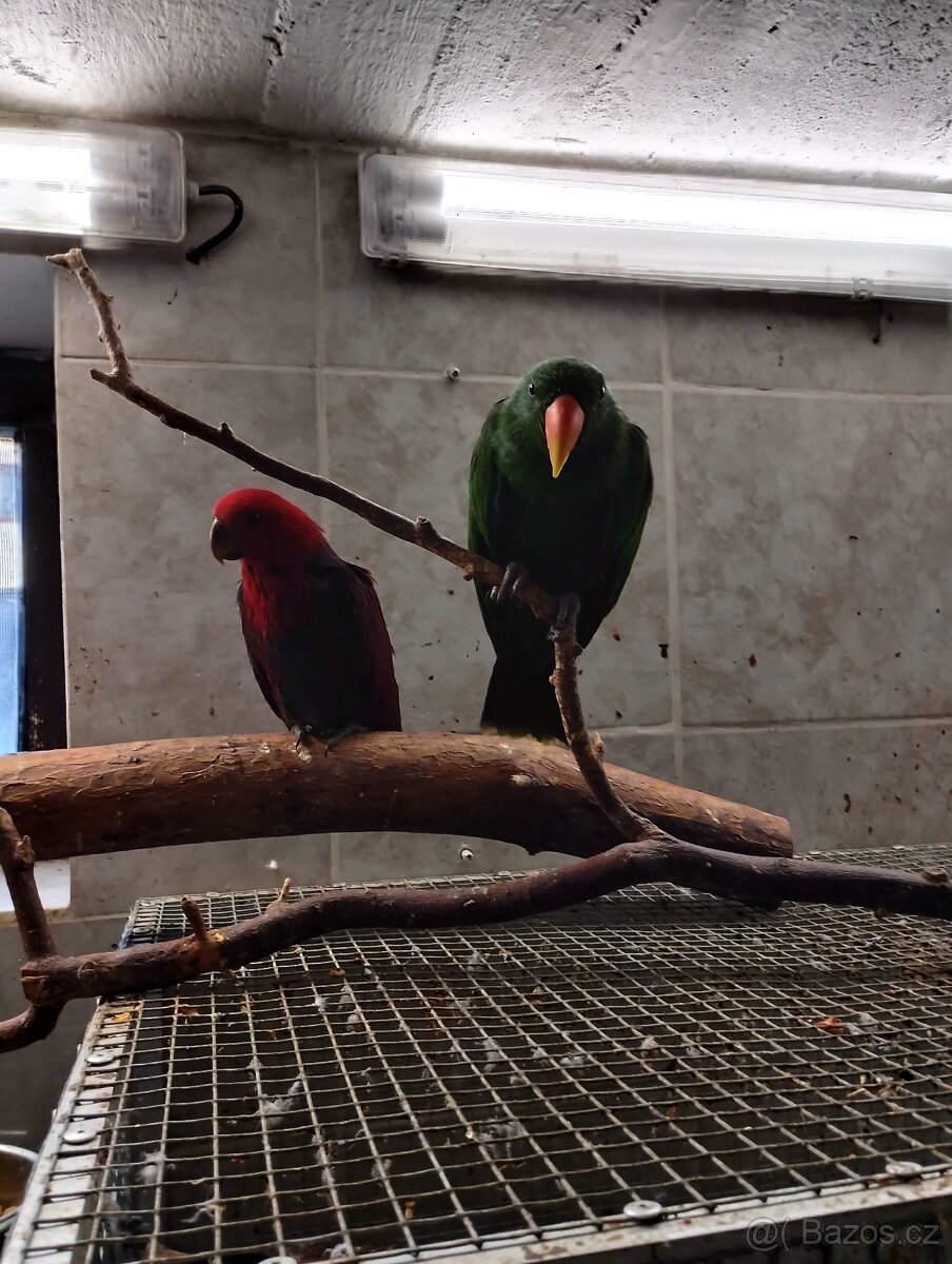 Eklektus vosmayeri 2.0 - 3