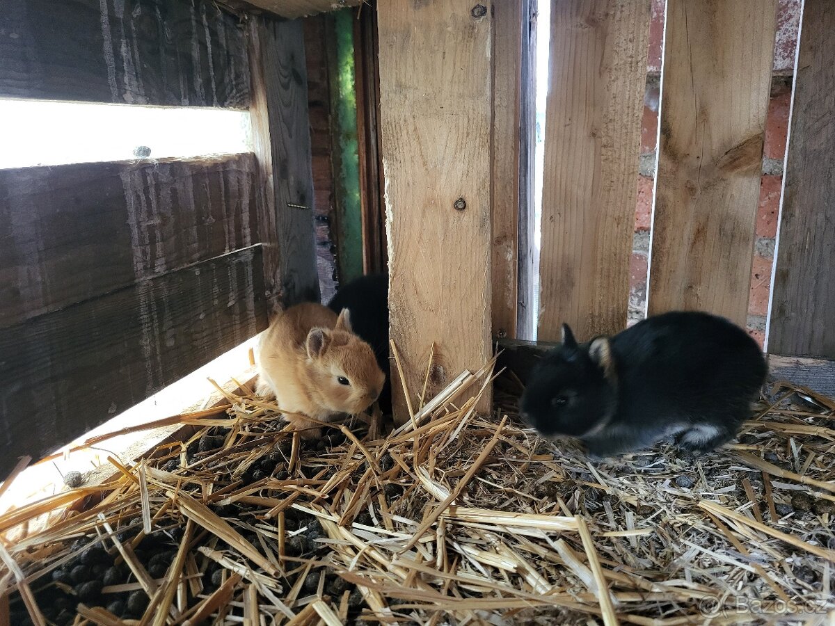 Zakrslý kralíčci miminka - 3