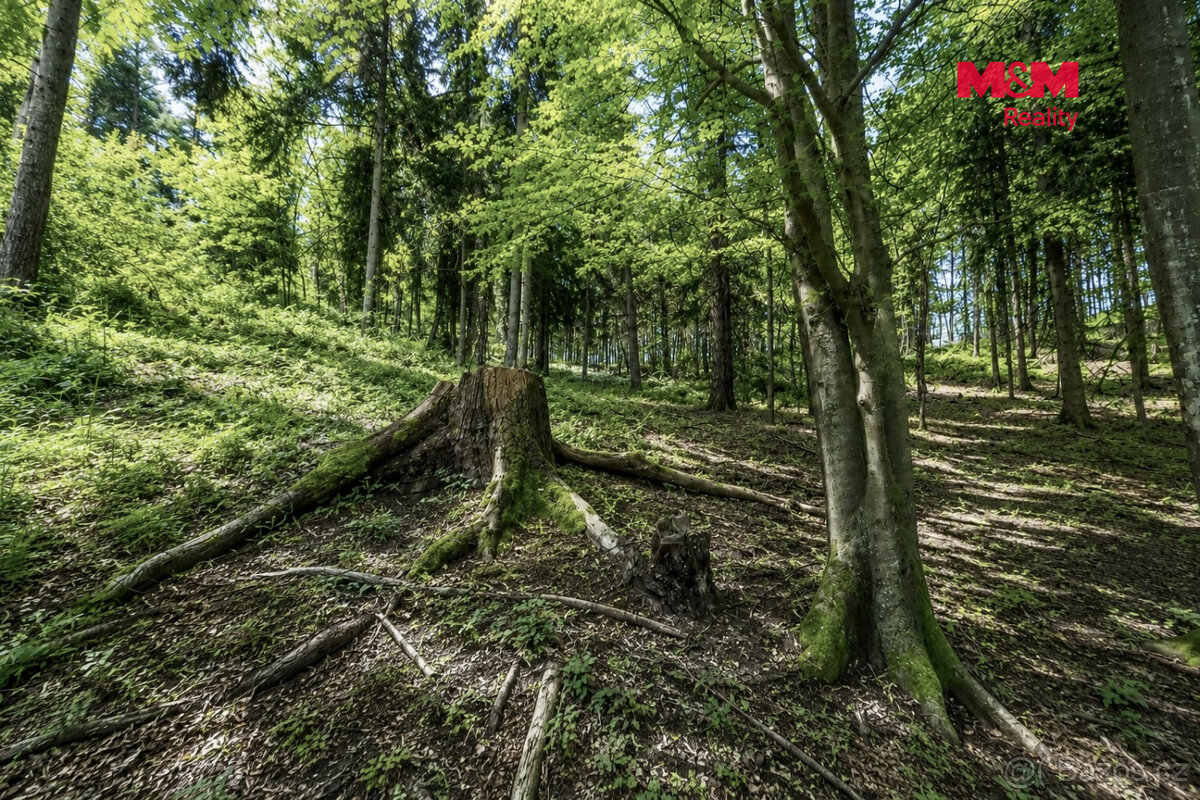 Prodej lesa, 6855 m², Jestřebí - 3