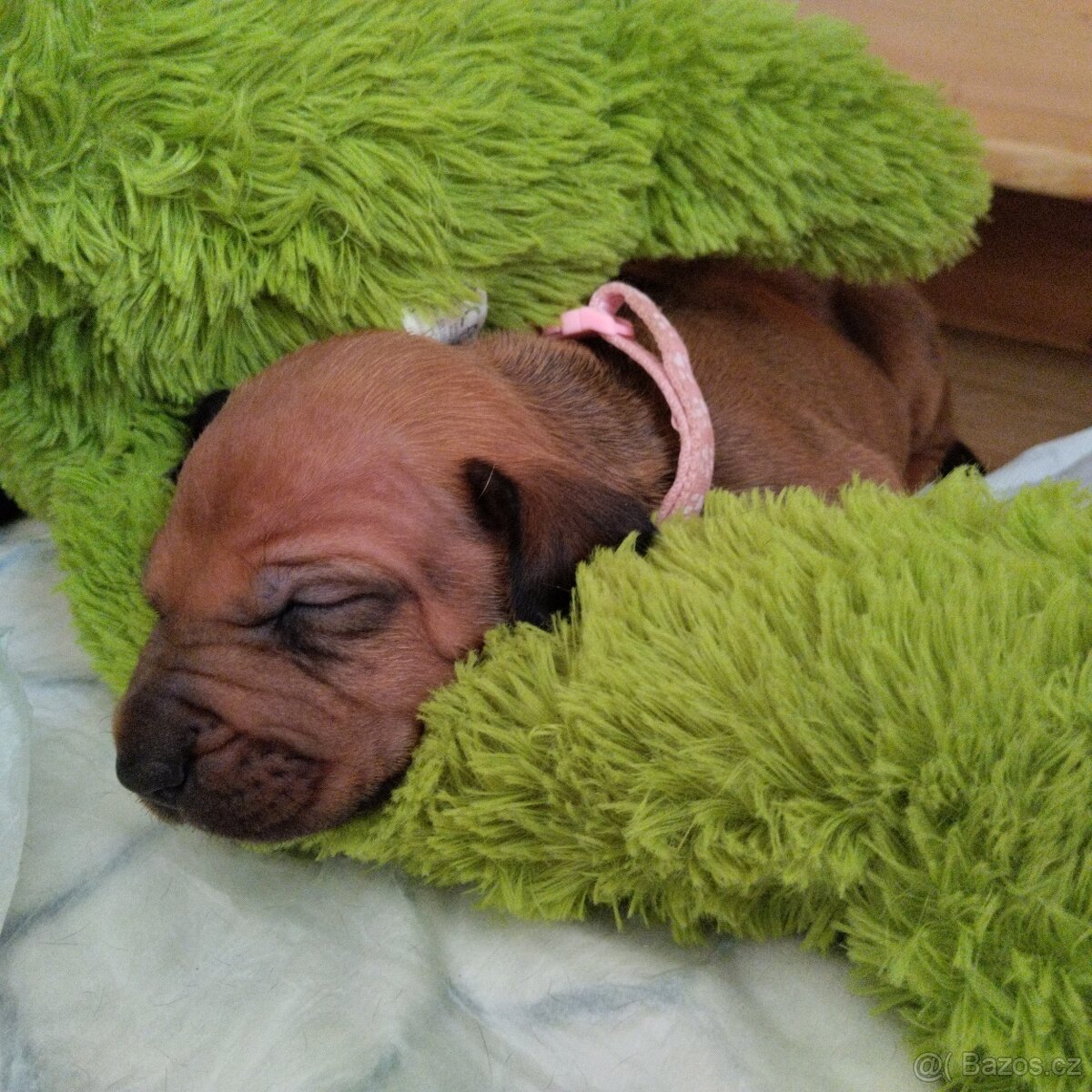 Rhodéský ridgeback šteně - 3