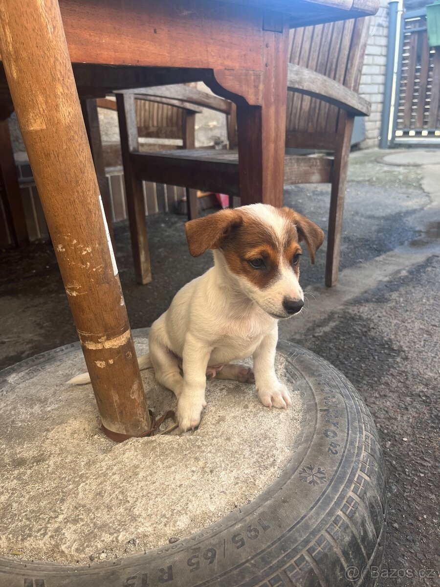 Jack Russell teriér - 3