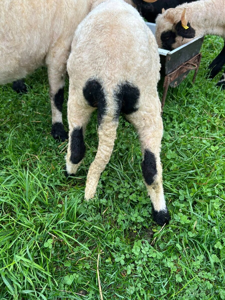 Walliserská ovce - 3