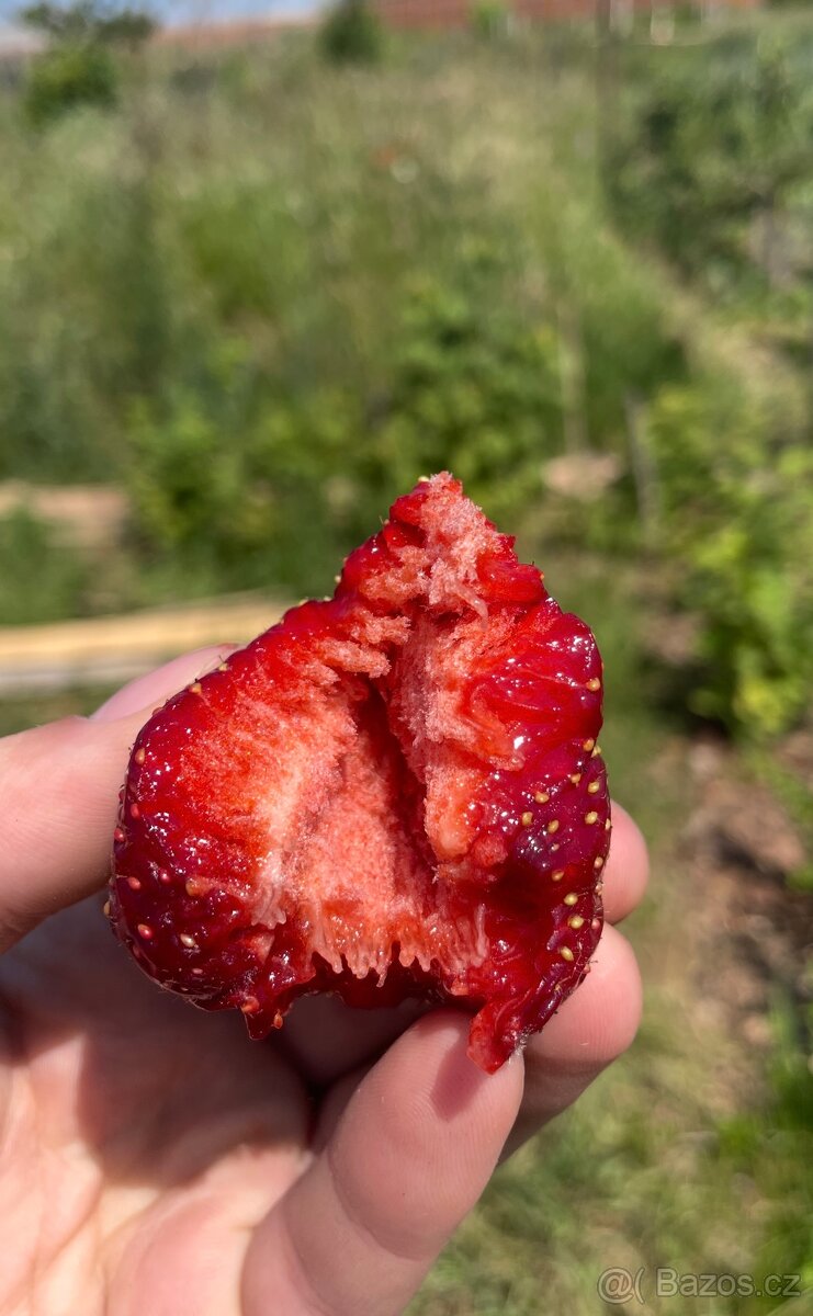 Sazenice jahod Darselect - 3