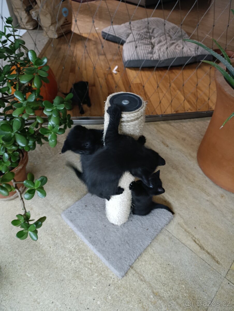 Britské koťátko - 3