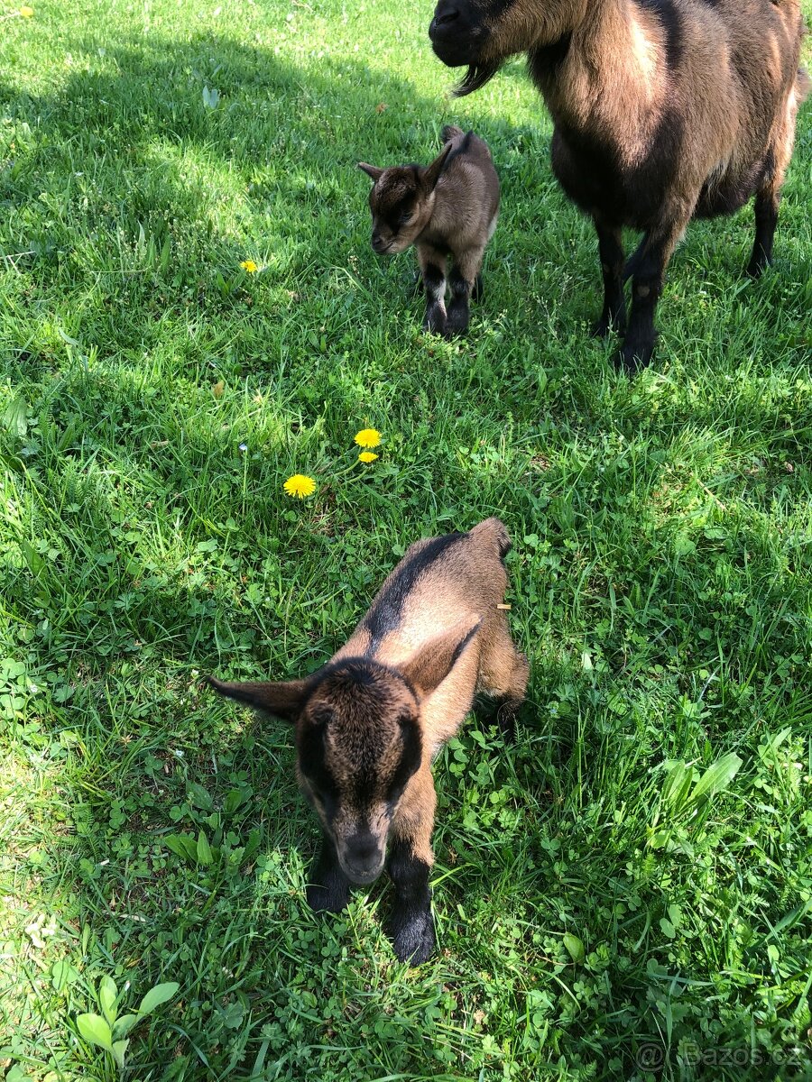 Holandská zakrslá koza - 3