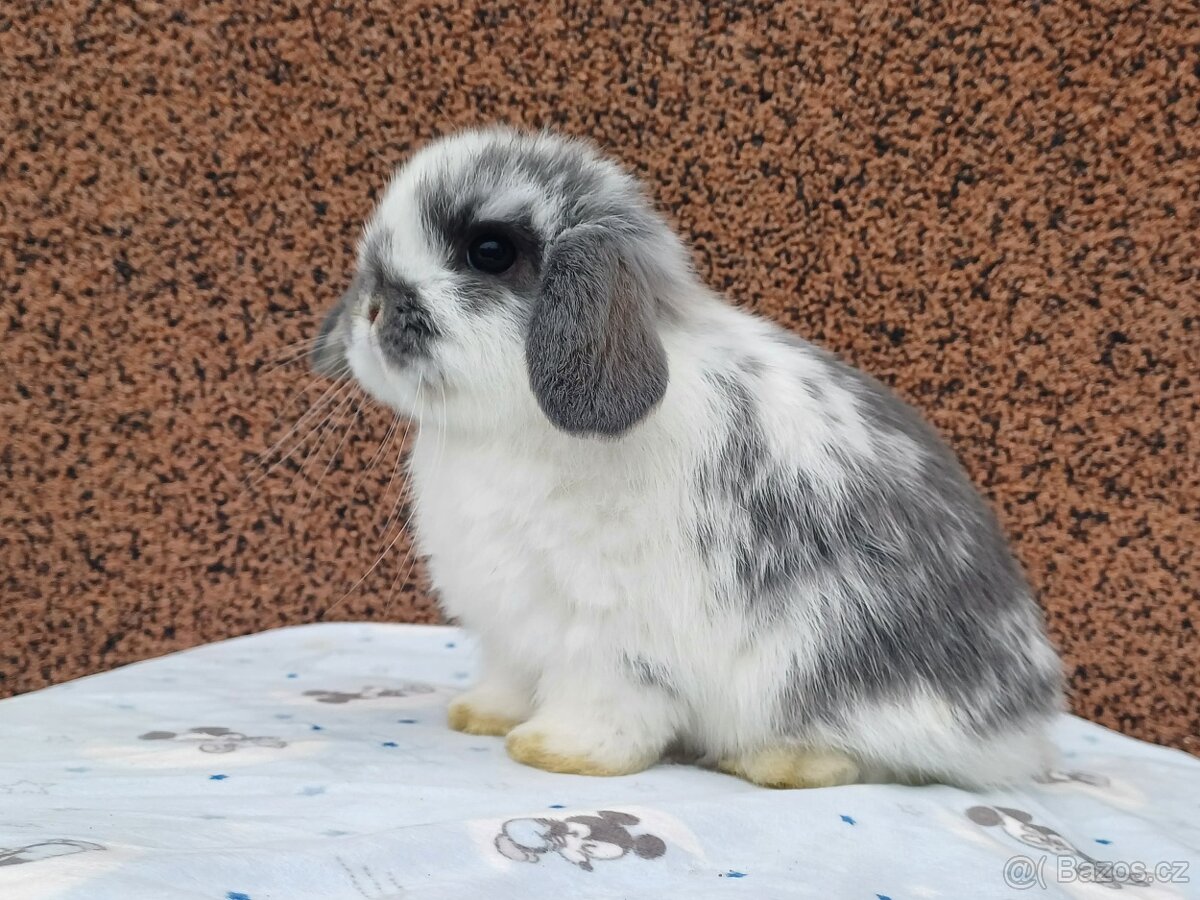 ★MiniLop Králíčci s odběrem na Vánoce ★ - 3