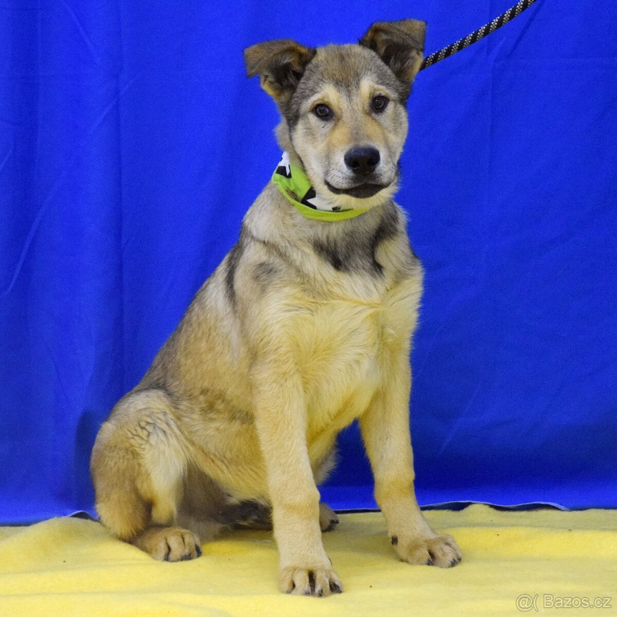 Felipe hledá domov - 3