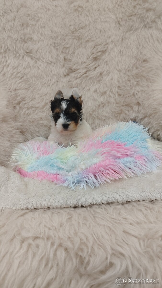 Biewer jorkšírský teriér s PP - fenka - 3