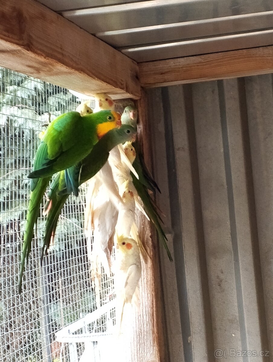 Papoušek nádherný - 3