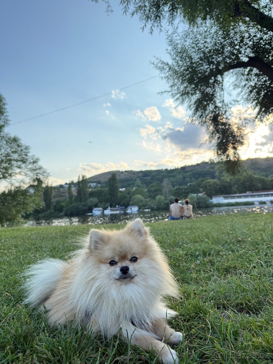 Pomeranian ke krytí - 3