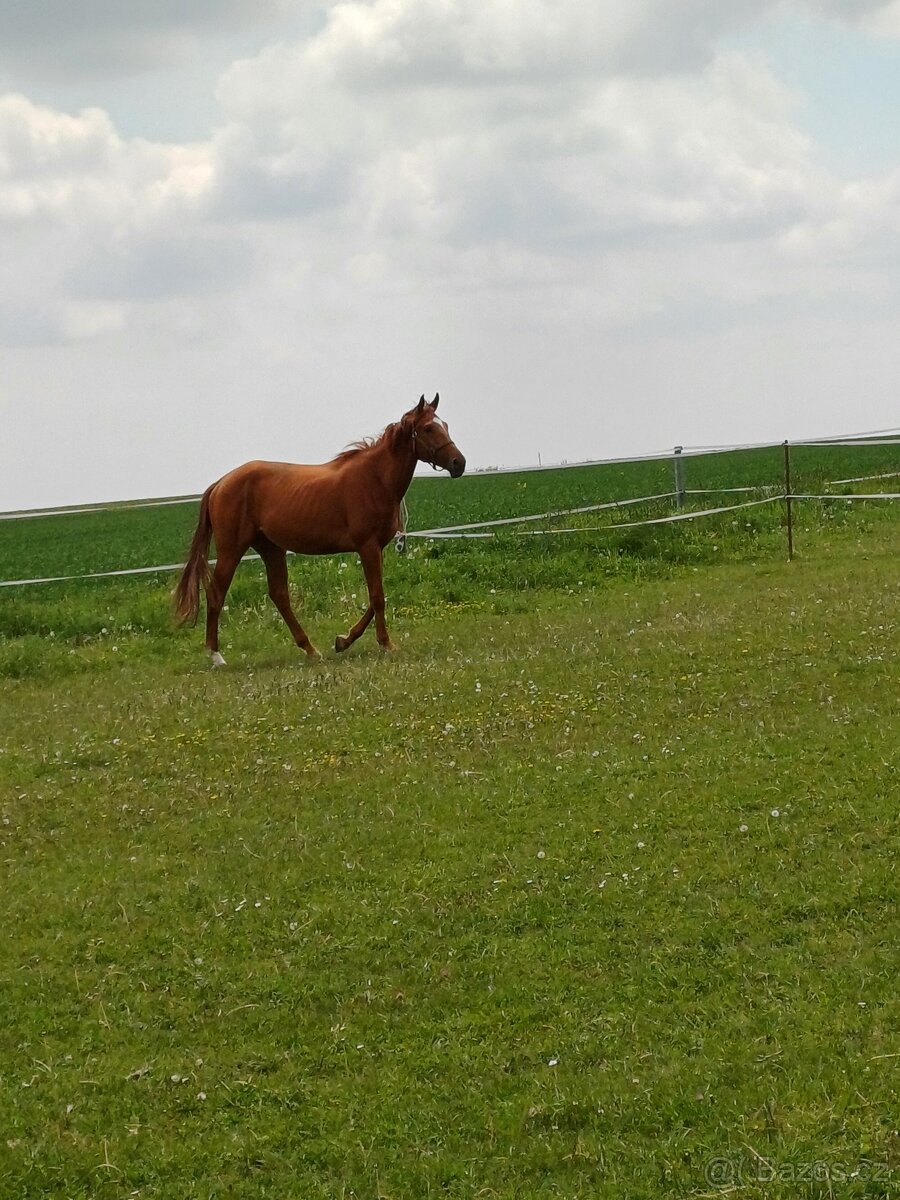 Prodám valacha  3 roky - 3