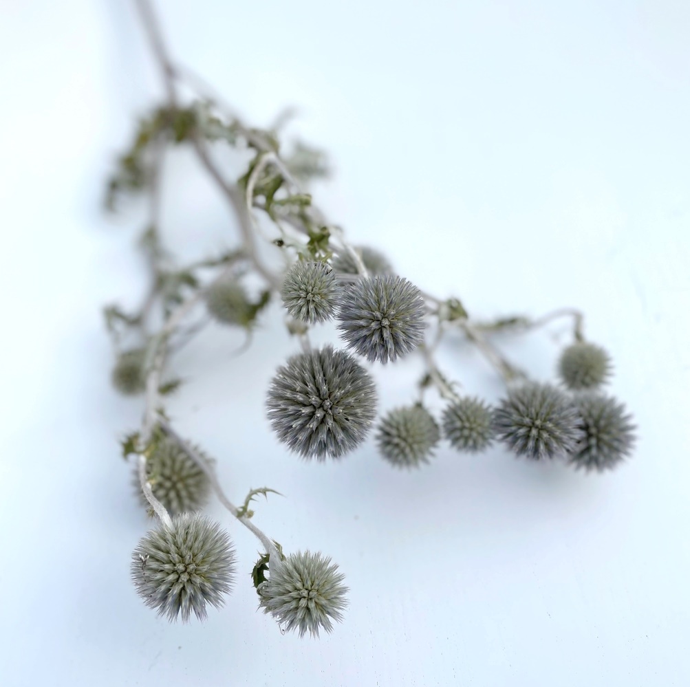 Sušené květiny - 3