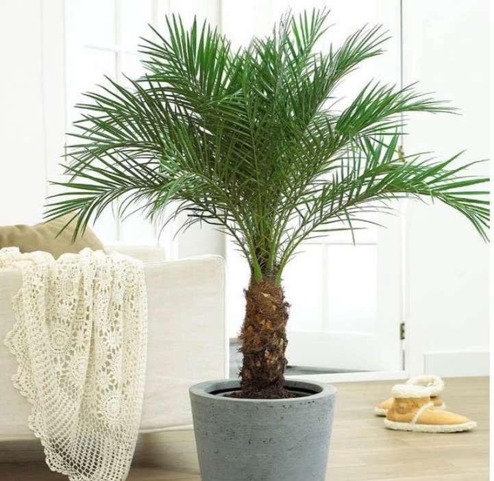 Exotické pokojovky - 3