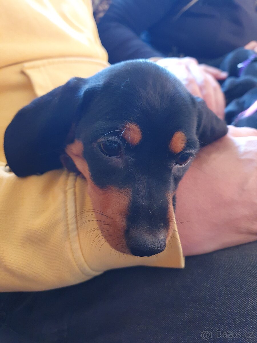 Štěňátko jezevčíka - 3