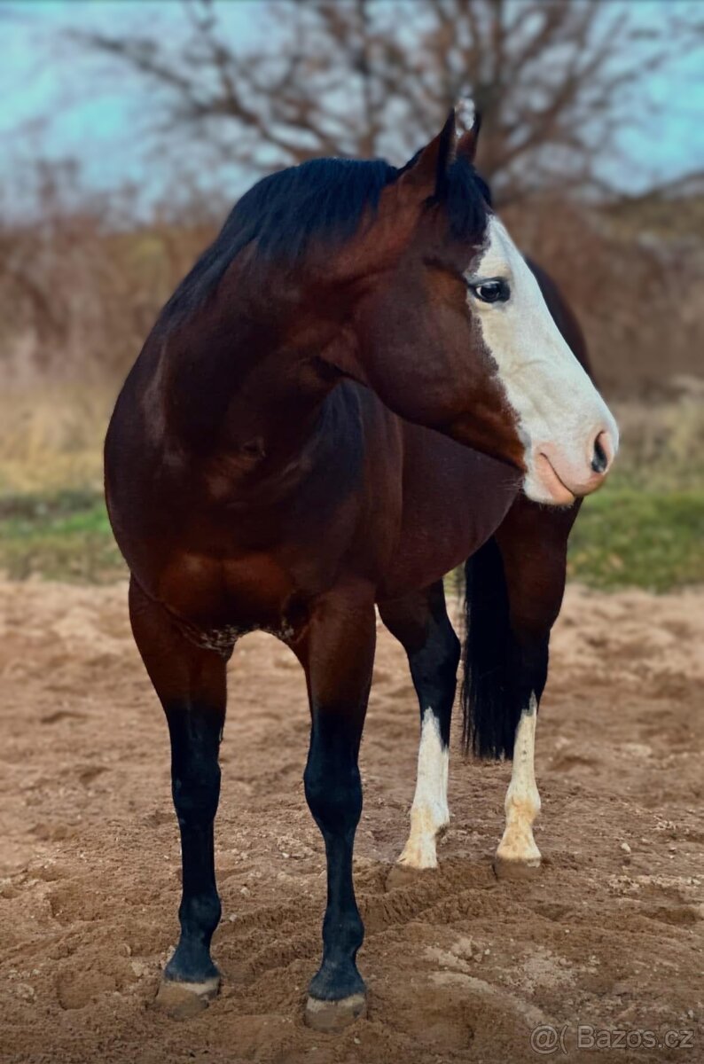 Připouštění hřebcem GRAYS MASTER H, QH - 3