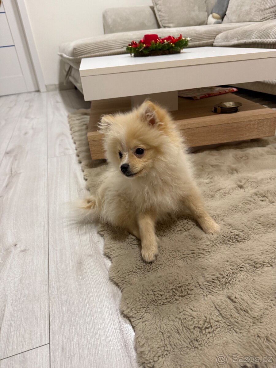 Štěňátko (fenka) pomeraniana - 3