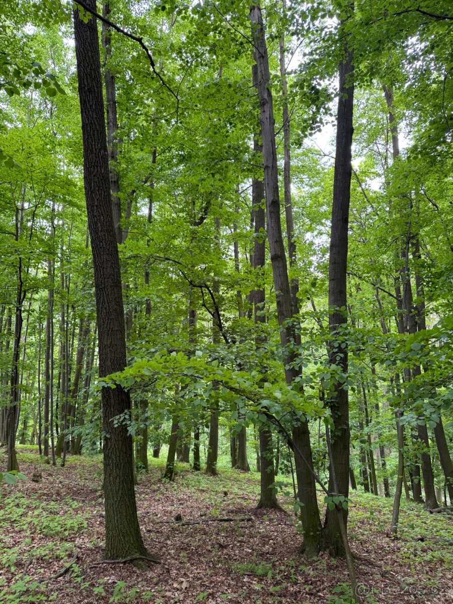 Prodám lesní pozemek v k.ú. Stěbořice - 3