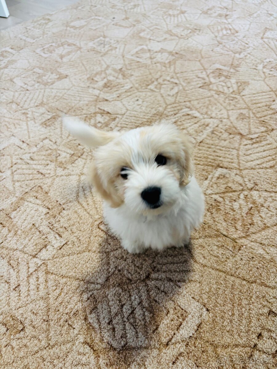 Maltipoo - 3