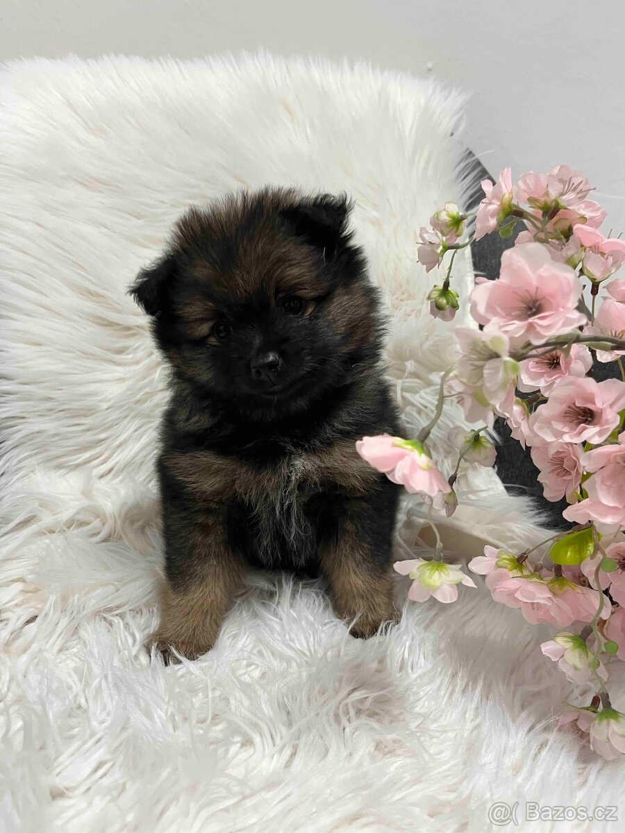 Německý špic střední - 3