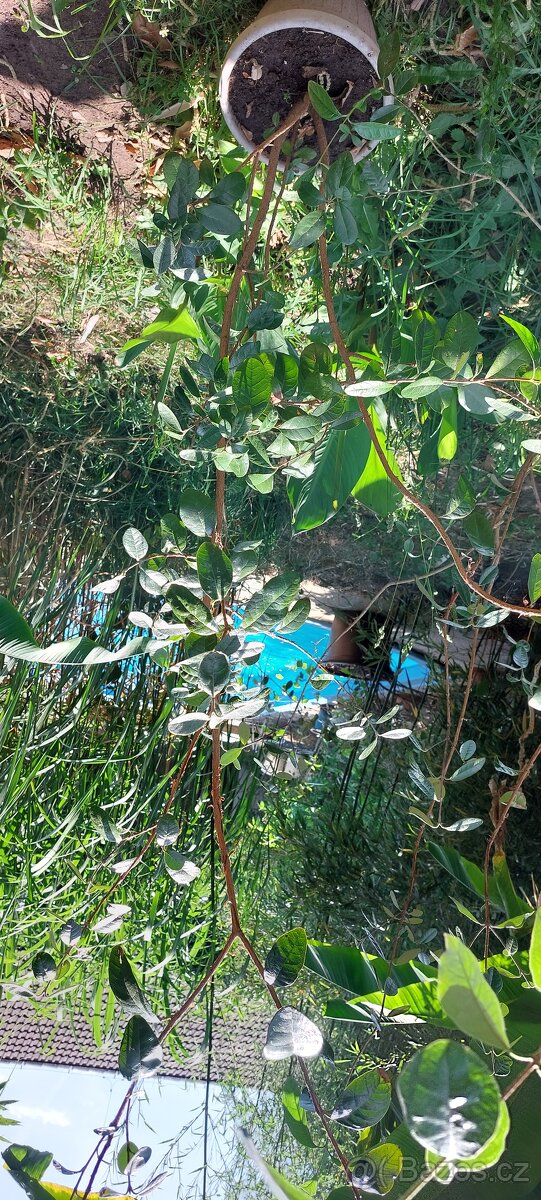 Dvě Aky jedlé - Acca sellowiana - Fejchoa - 3