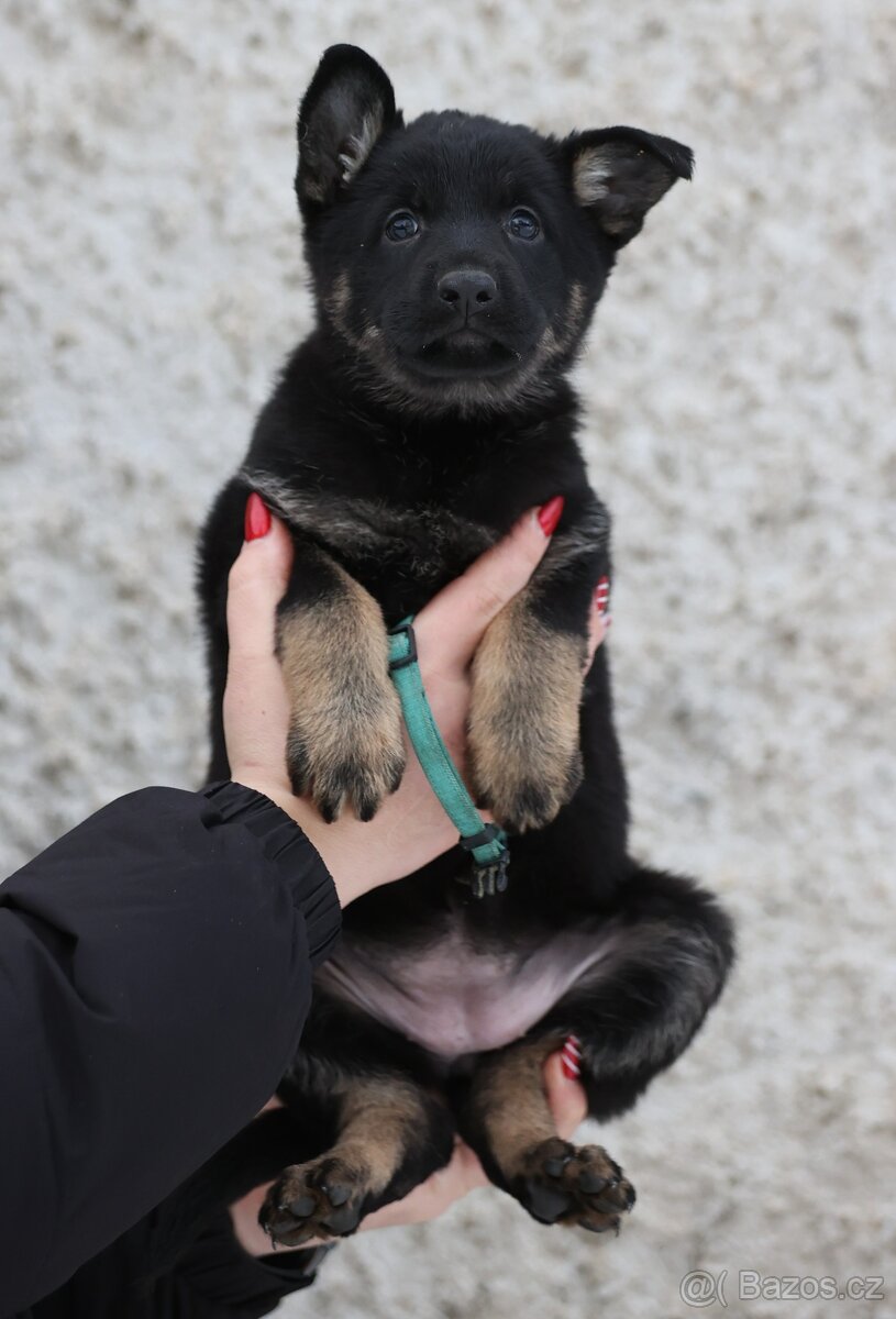 Německý ovčák - štěňata s PP - 3