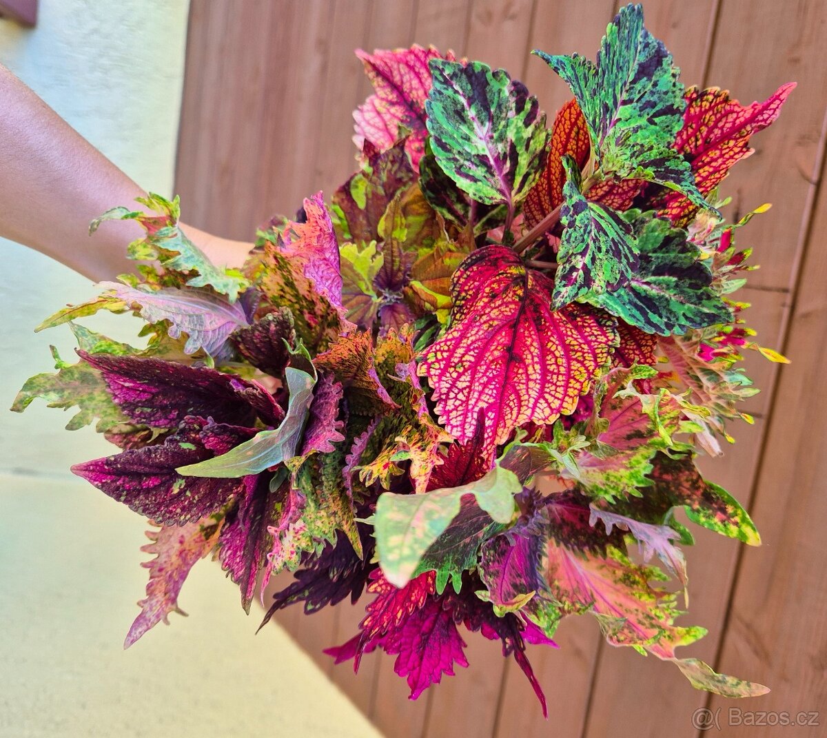 Africké okrasné kopřivy COLEUS SEMENA - 3