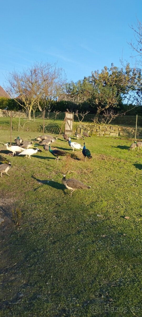 Pávy a pávice pávů modrých, bílích a černokřídlý - 3