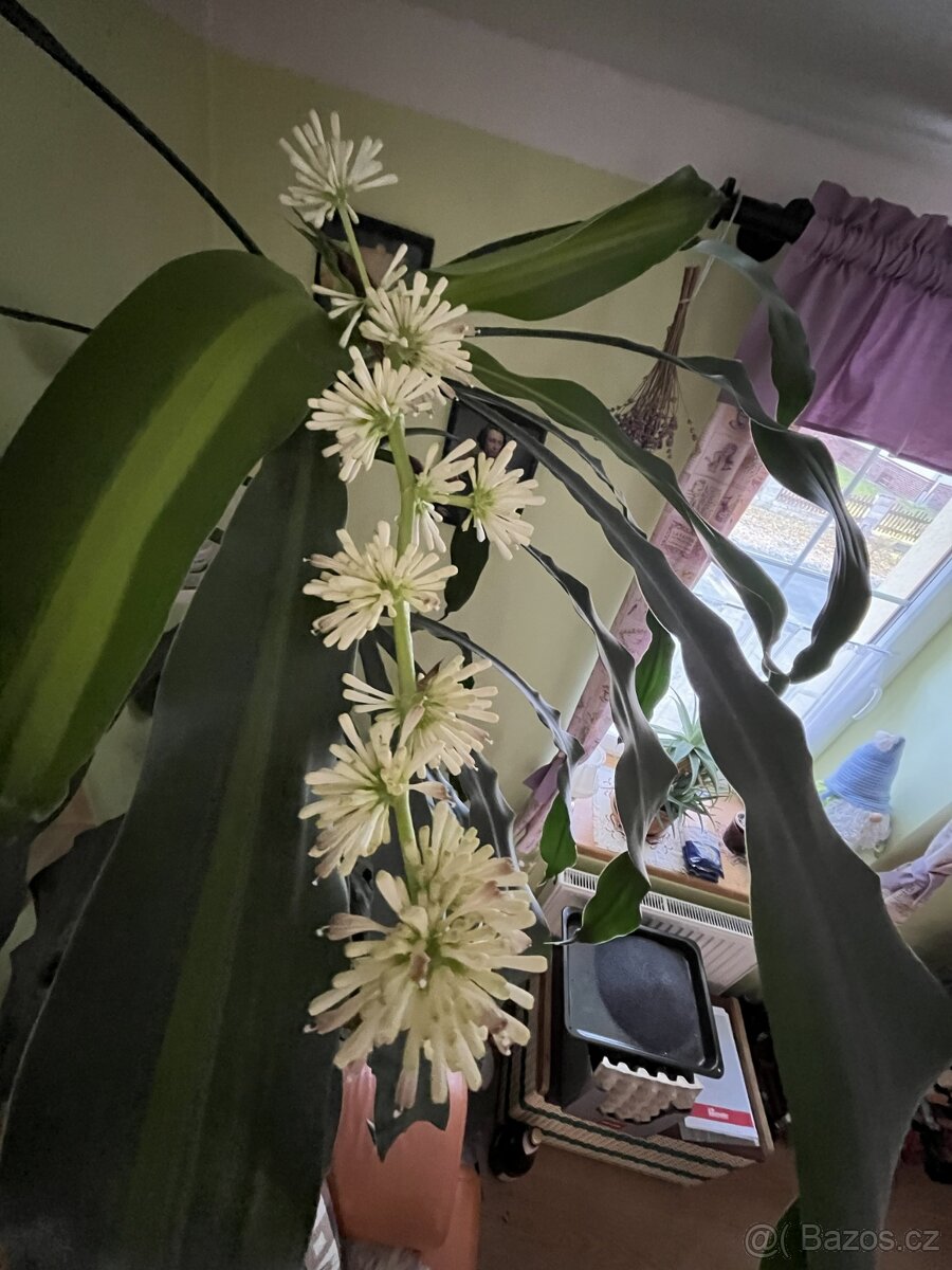 Dracena - 3
