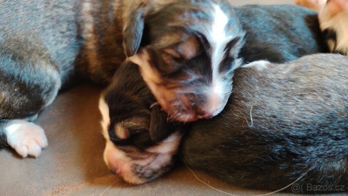 Štěňata - 3