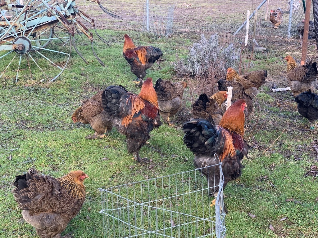 Brahmánka koroptví vlnitá - 3