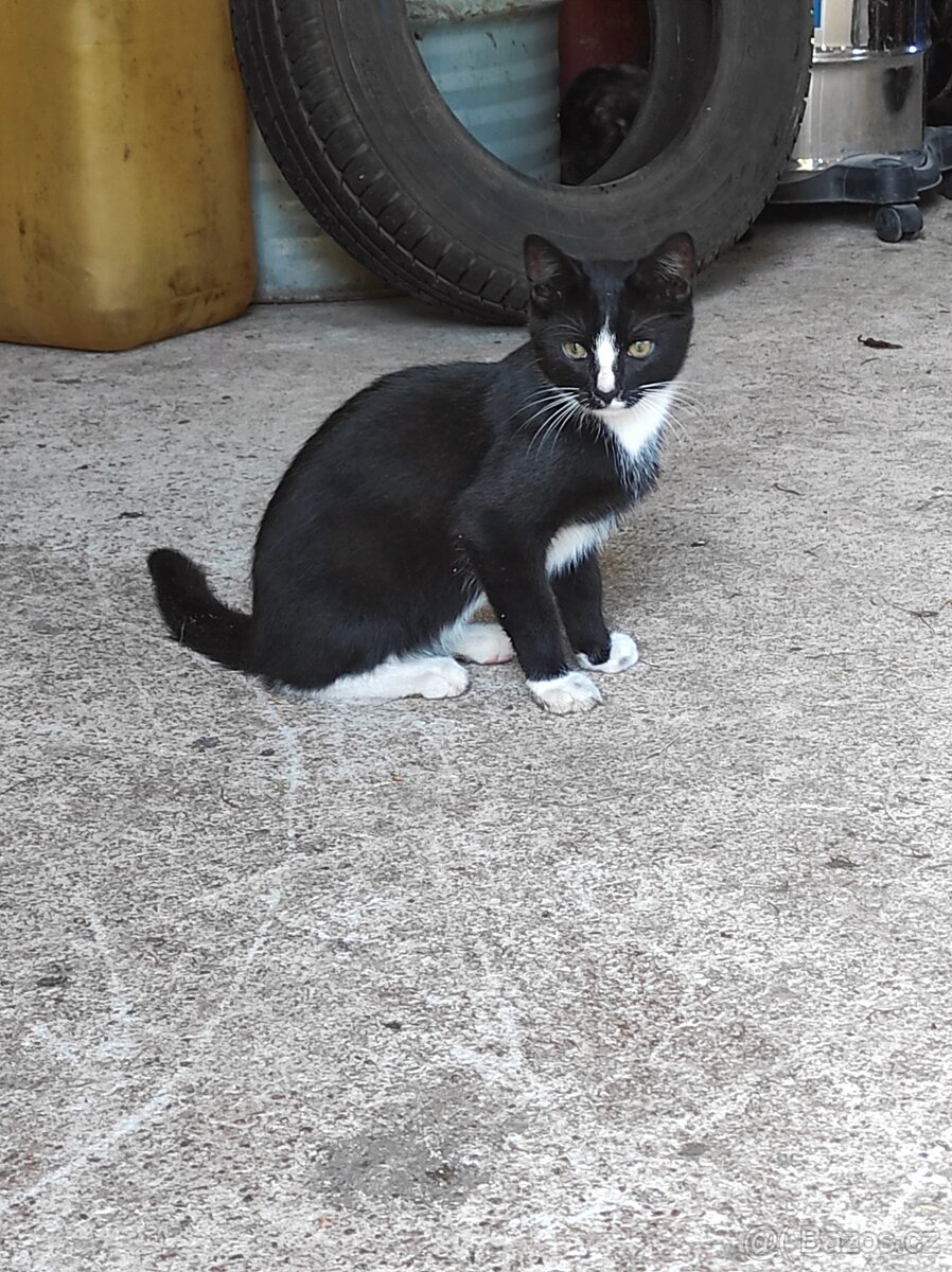 Daruji koťátka - 3