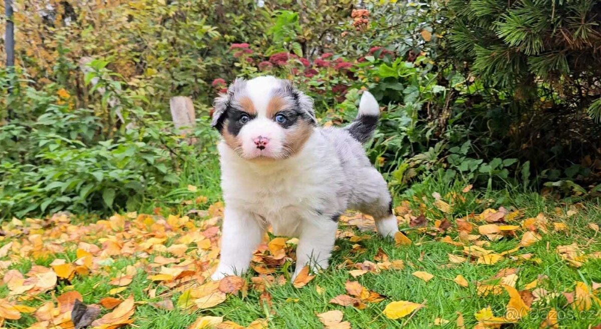 australský ovčák - štěňata s PP - 3