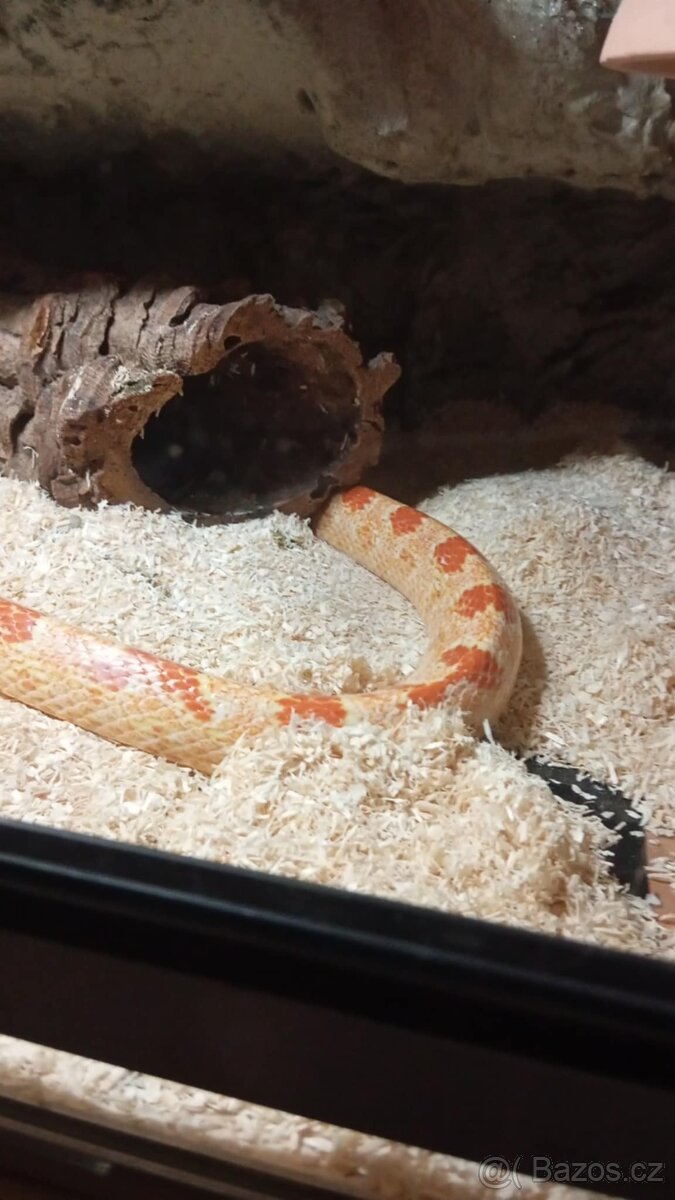 Užovka červená- Albino, Snow - 3