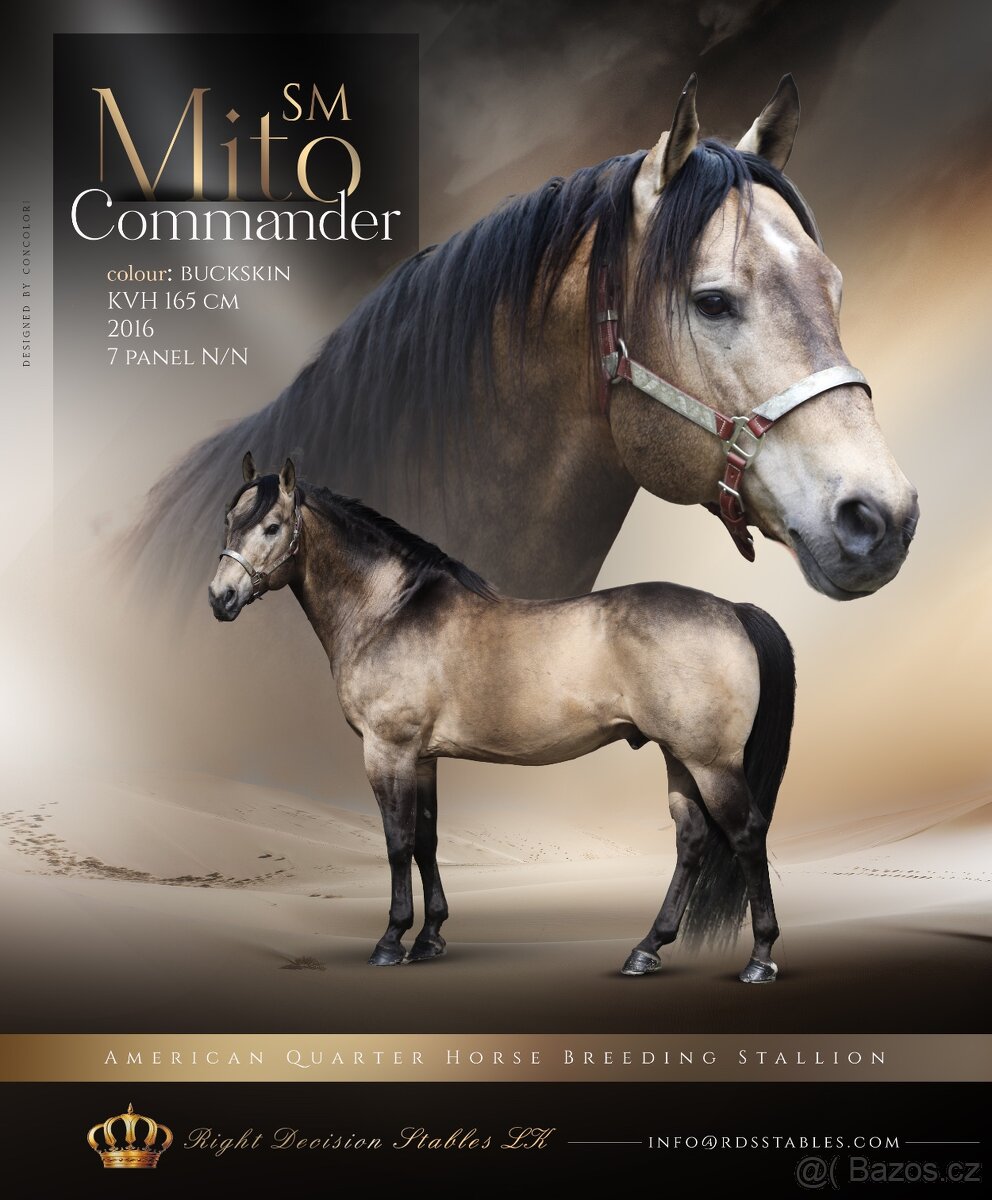 připouštění - palomino hřebec AQH - SHINE CHIC HOLLYWOOD - 3