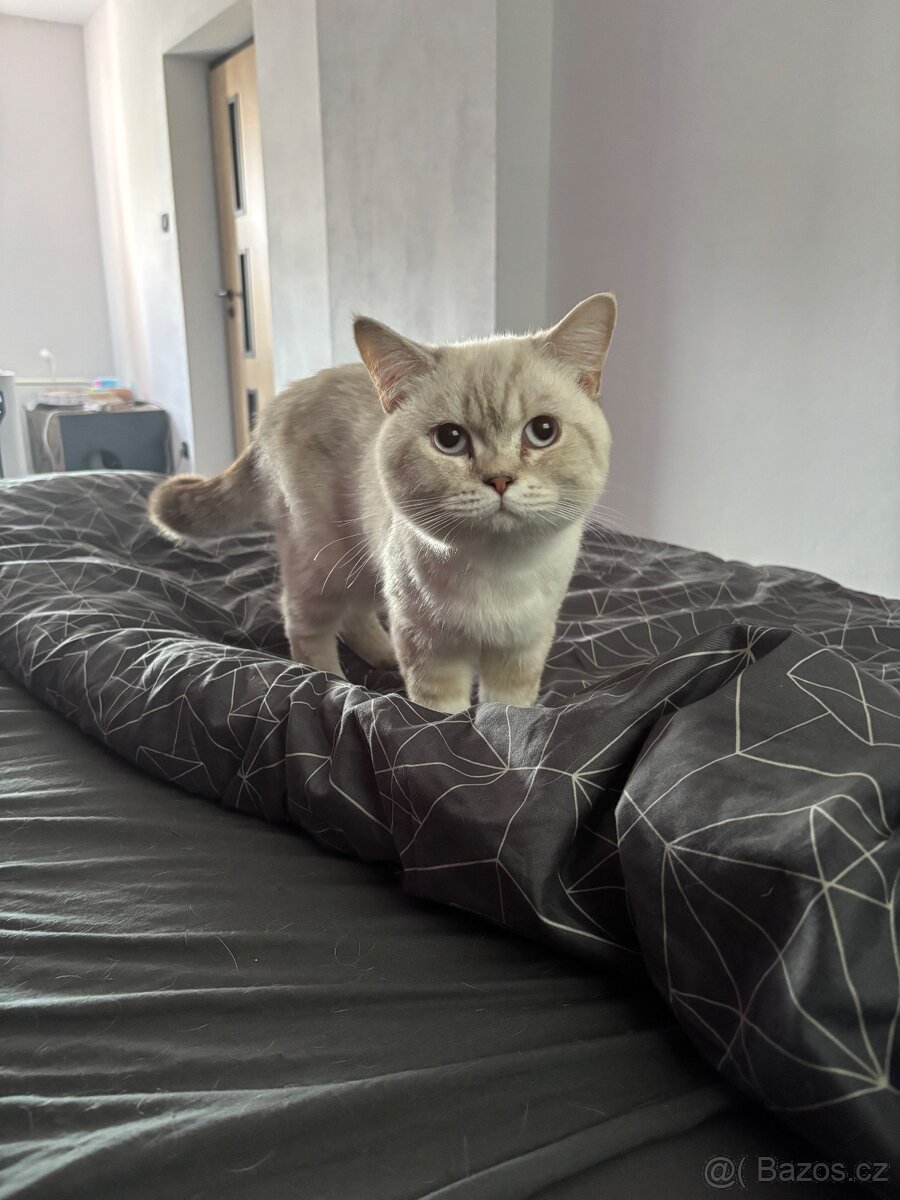 Britský kocour krytí - 3