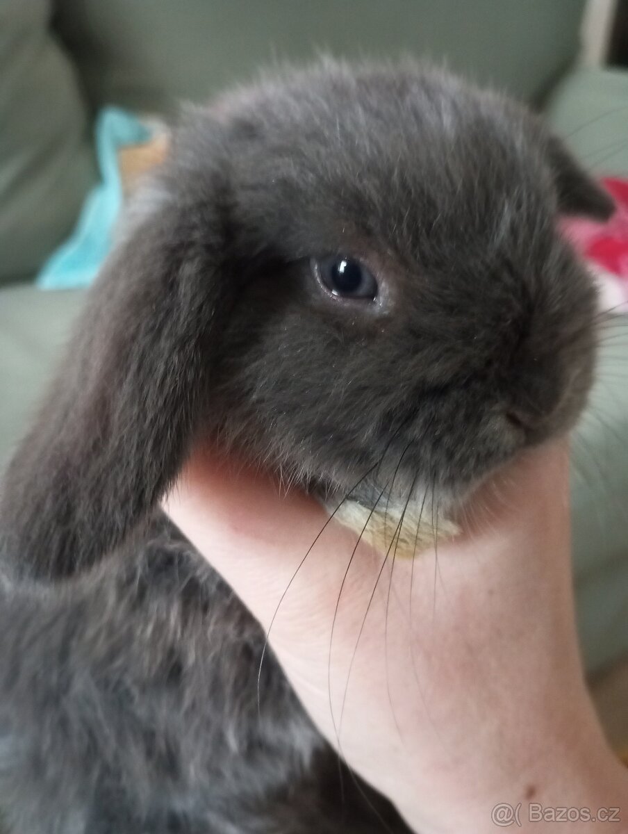Zakrslý beránek králíček - 3