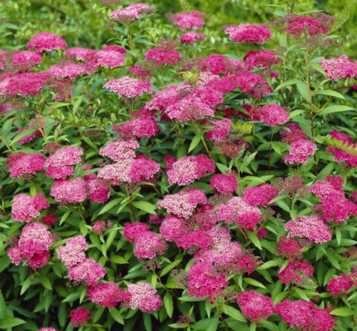 Tavolník japonský bumaldův 'Anthony Waterer' - 3